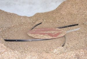 combustible bois déchiqueté