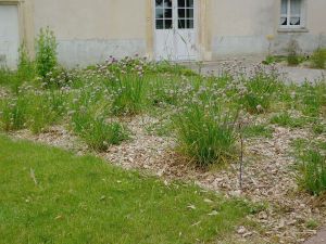Paillage bois esthétique et écologique