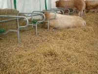 litière bois déchiqueté